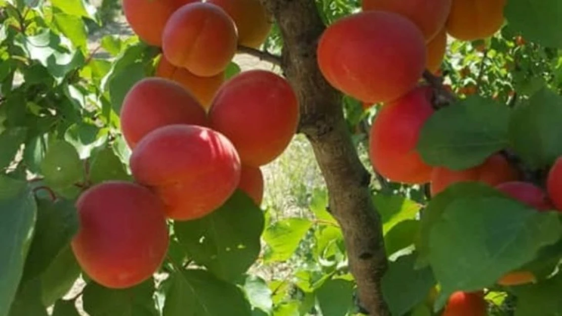 'Kayısının genetiği değiştirildi' iddialarına cevap