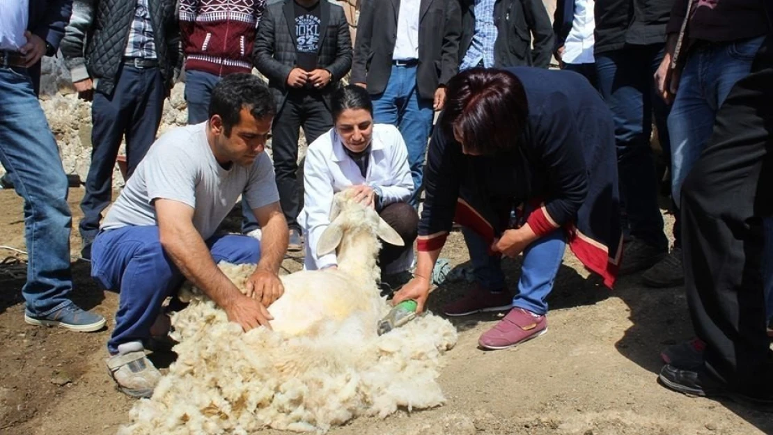 Malatya'da koyun kırkım kursu
