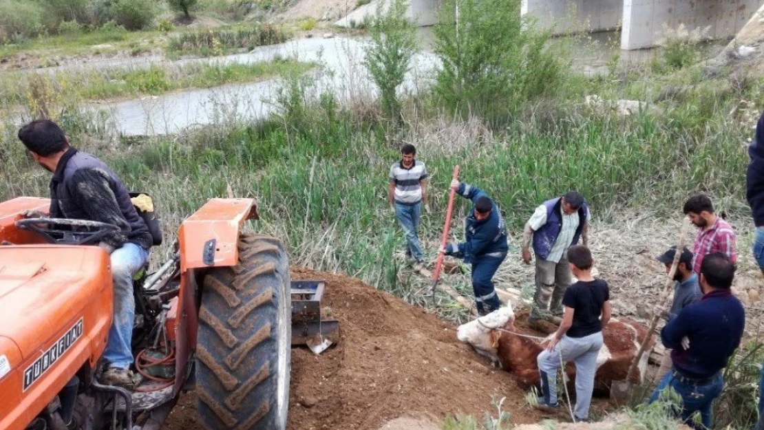 Bataklığa saplanan ineği itfaiye kurtardı
