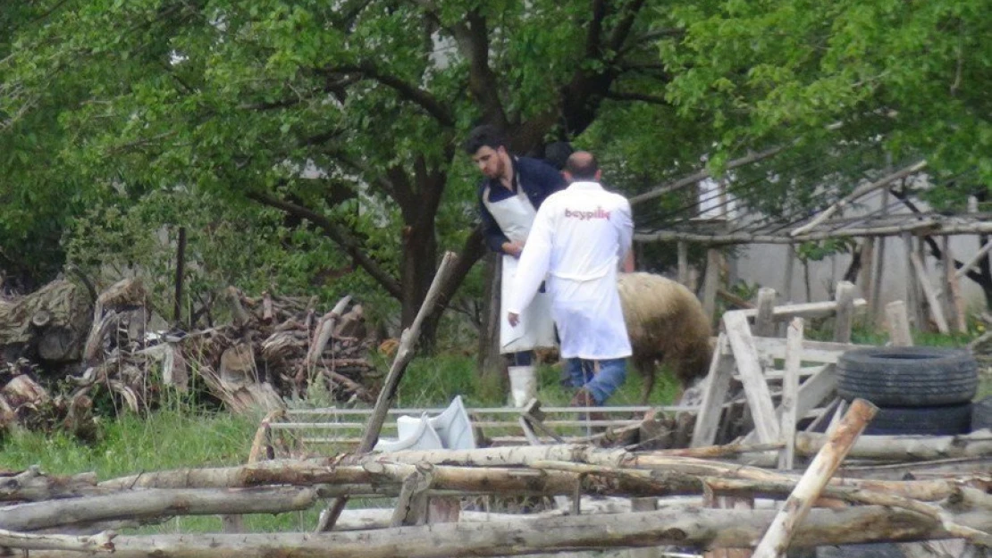 Kaçan kurbanlık koyun zor anlar yaşattı
