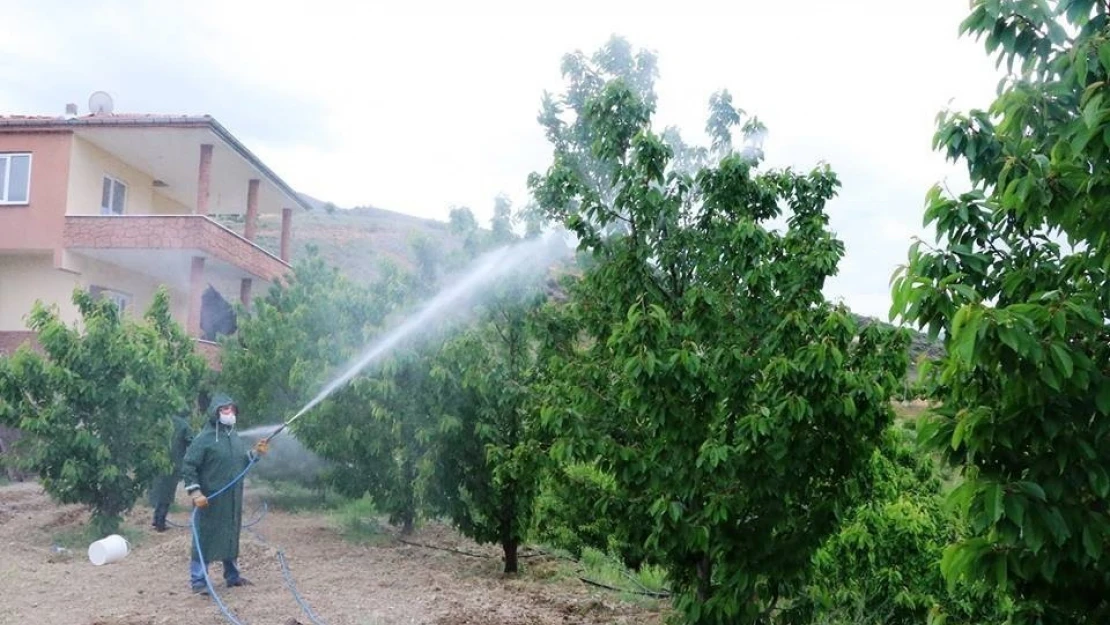 Dalbastı kirazında toplu ilaçlamalar başladı
