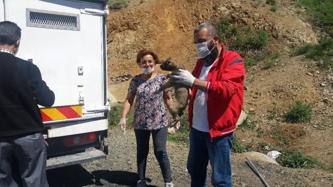 Terk edilmiş köpeklere devlet şefkati
