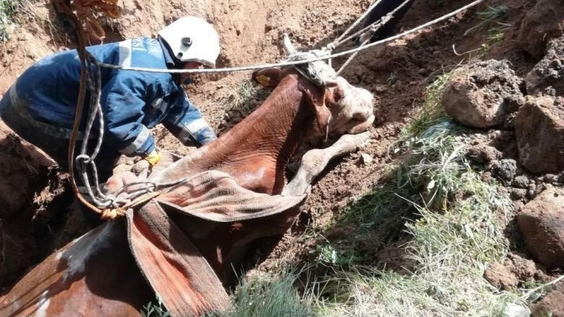 Kuyuya düşen inek kurtarıldı
