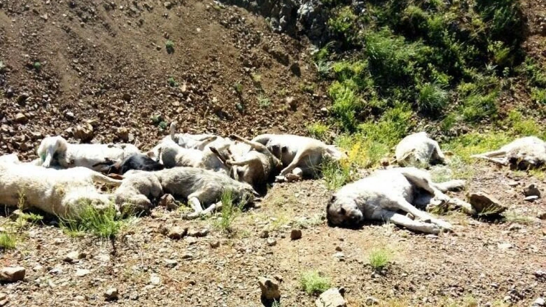 Kubbe dağında köpek katliamı iddiası
