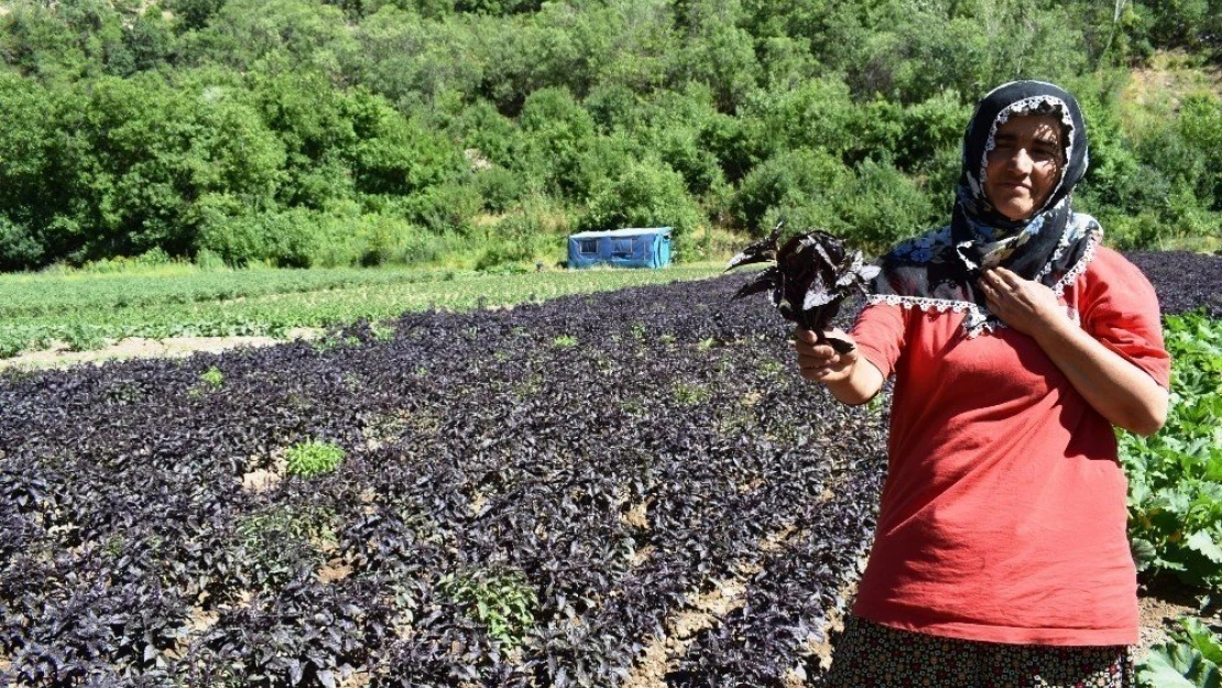 Arapgir çiftçisi kayısıda bulamadığını reyhanda buldu
