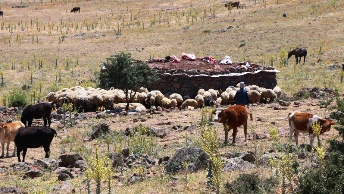 Yaylalarda yaşanan susuzluk nedeniyle hayvan ölümleri başladı