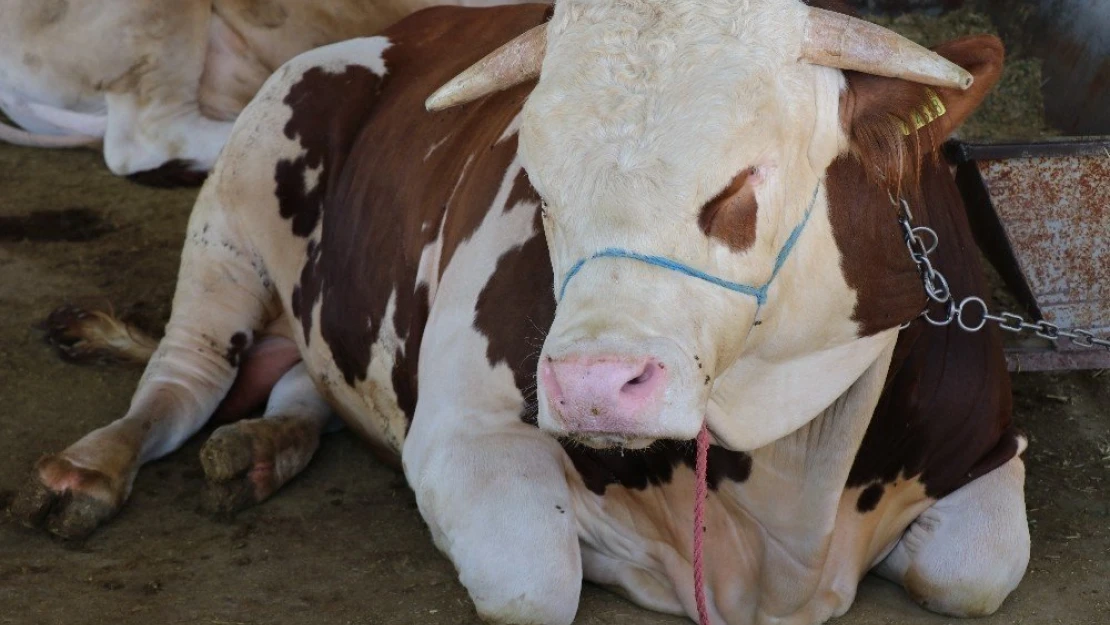 Malatya Kurban Pazarı'nda ilginç promosyon
