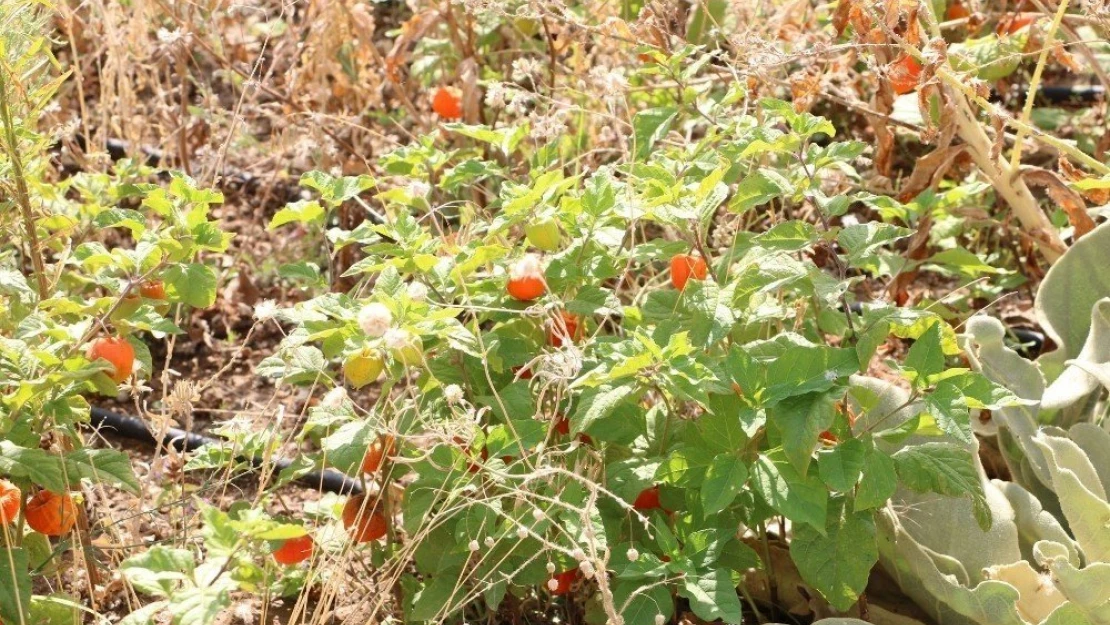 Eczacılık fakültesi serasında yüzden fazla tıbbi bitki yetiştiriliyor
