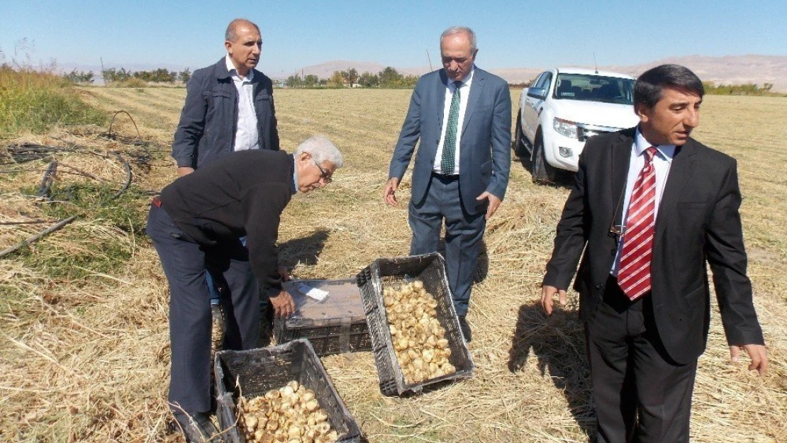 Malatya'da ters lale ekimi yapıldı
