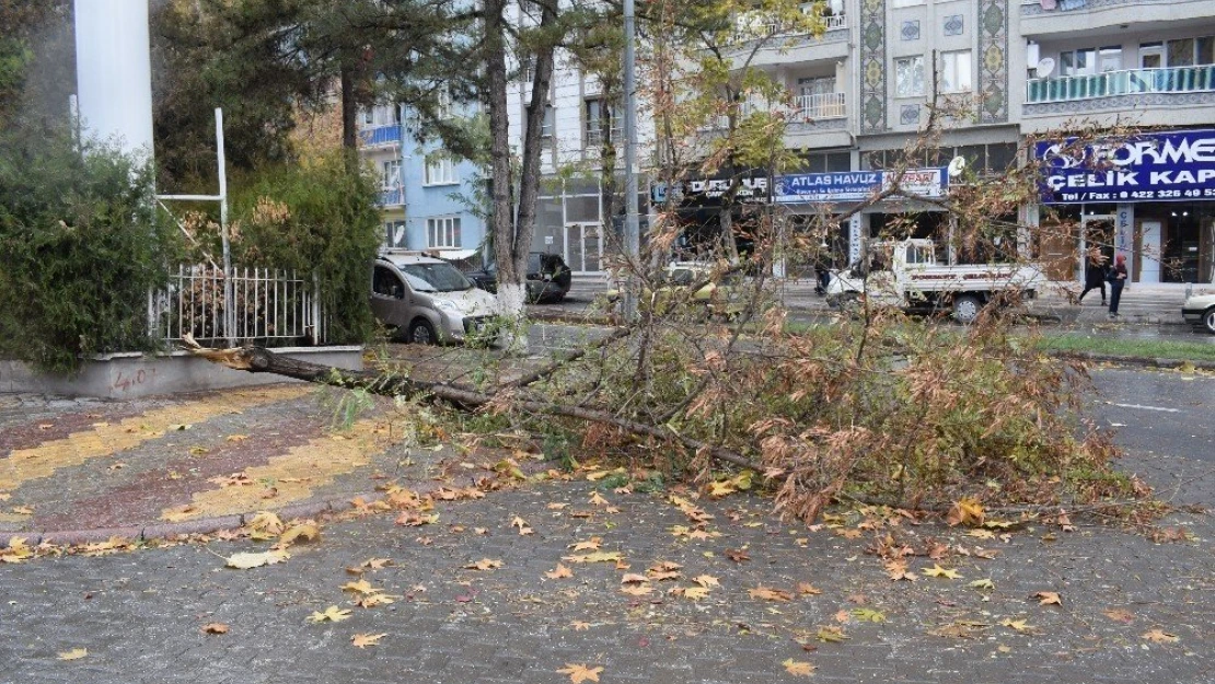 Fırtınanın devirdiği ağaç otomobilin üzerine düştü
