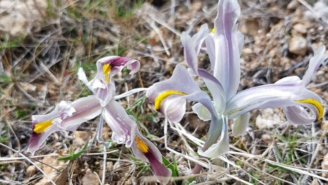 Malatya'da Nevruz Çiçekleri açtı
