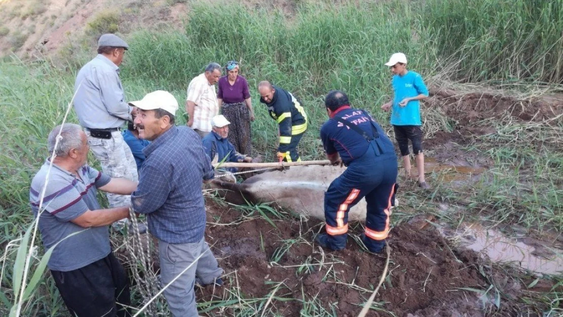 Çamura saplanan inekleri itfaiye kurtardı