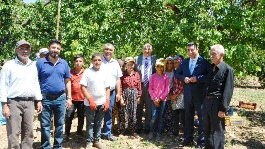 Vali Kaban, kayısı hasadını yerinde inceledi