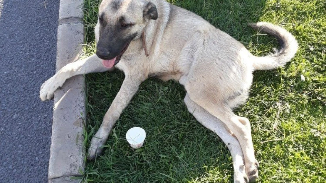 Vicdansız sürücü köpeğe çarpıp kaçtı