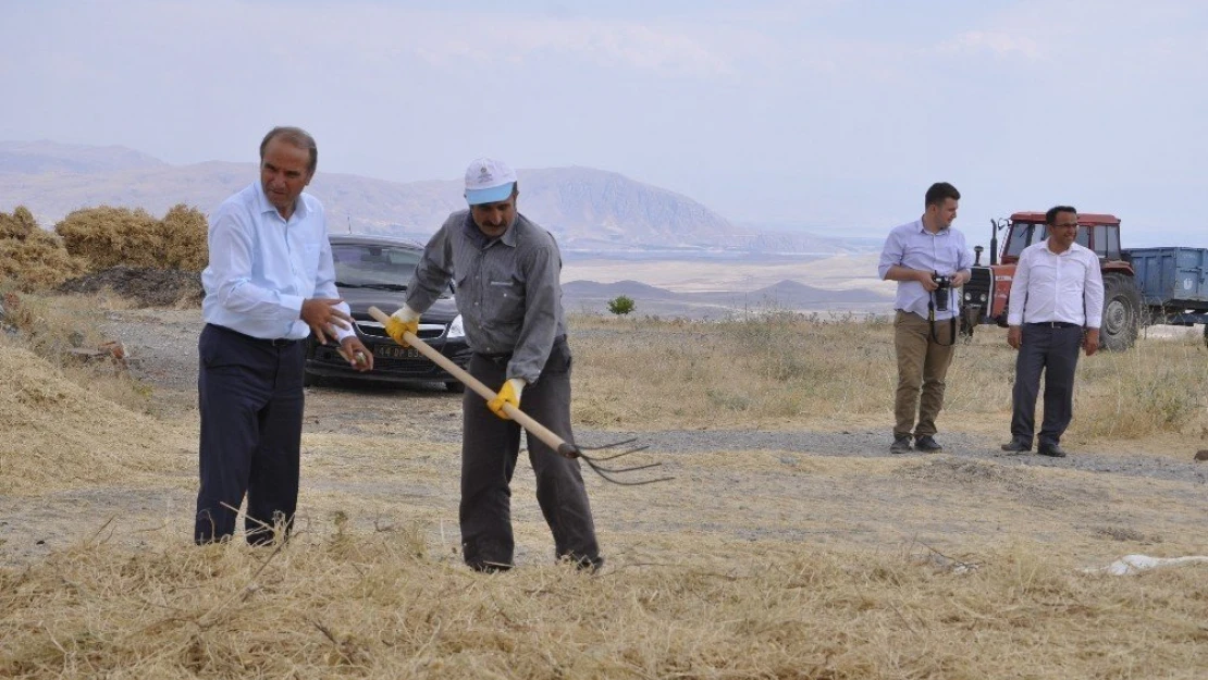 Arguvan'da nohut hasadı başladı