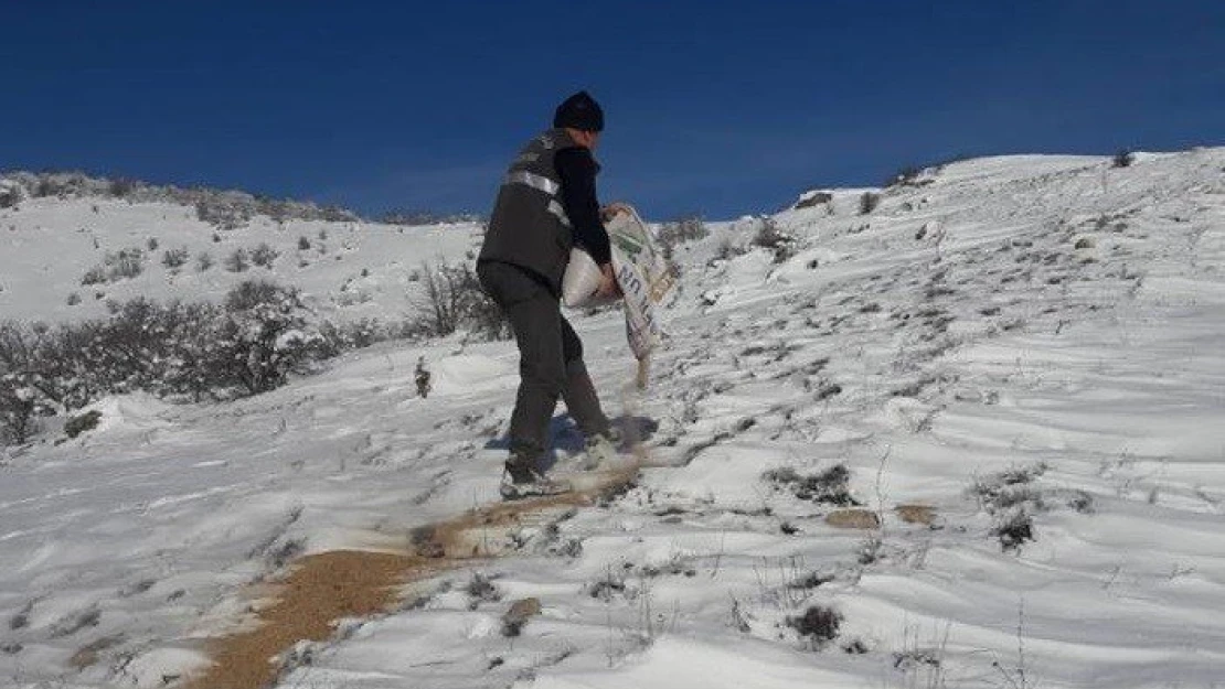 Elazığ'da yaban hayvanları için 2 ton yem bırakıldı