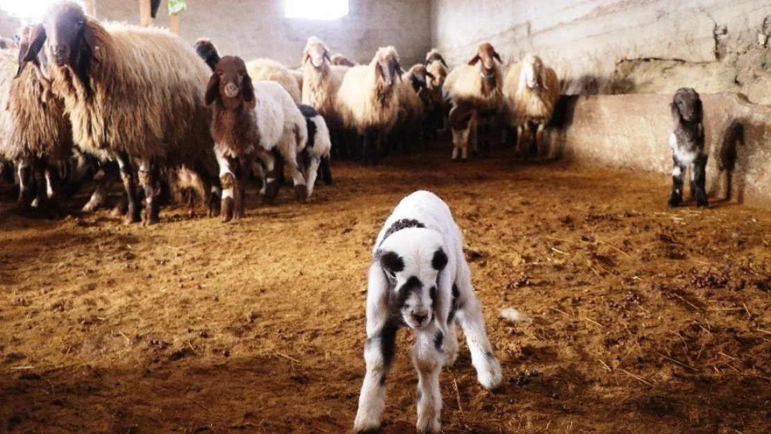 Baharın müjdeleyicisi kuzular dünyaya geldi