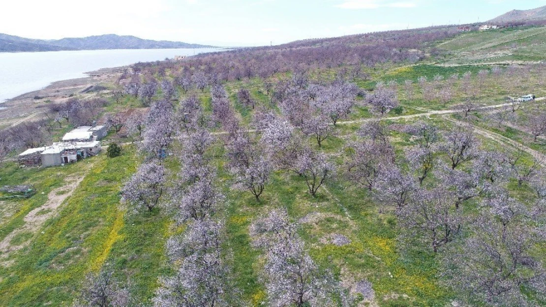 Kayısı ağaçları 'gelinliğini' giydi