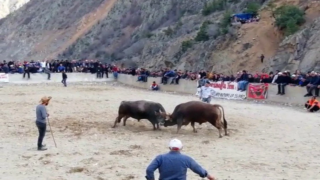 Boğa güreşlerinde heyecandan kalbi durdu