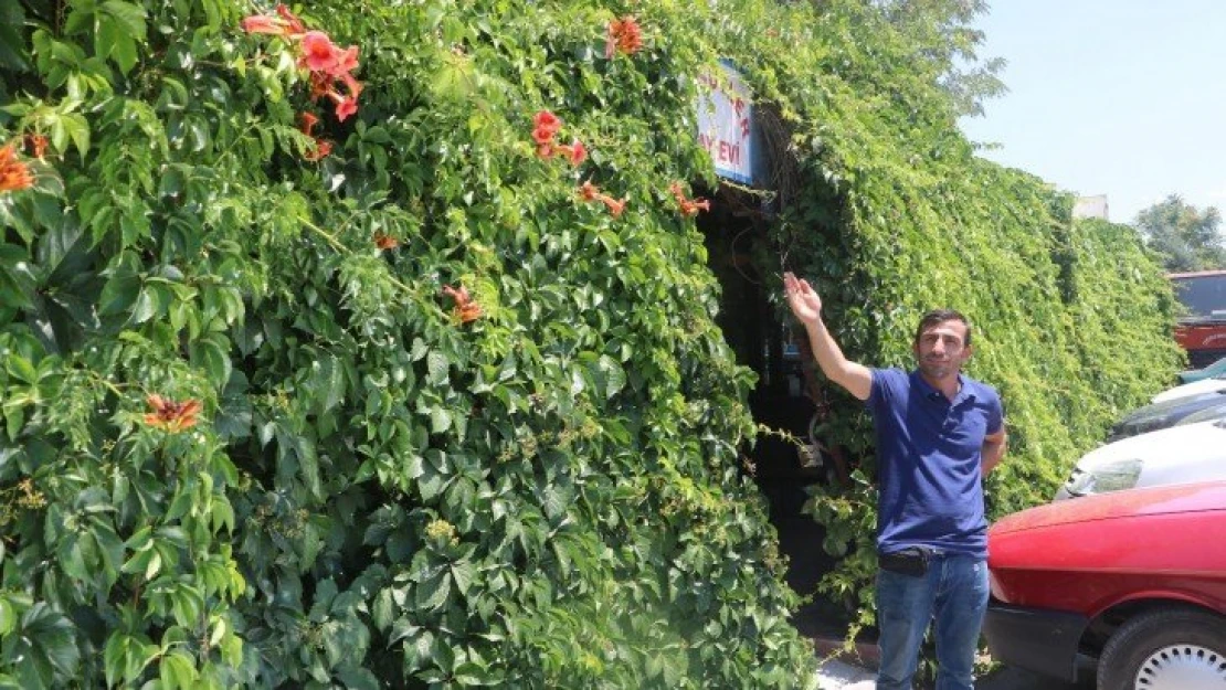 6 yıl önce diktiği sarmaşık iş yerini kapladı