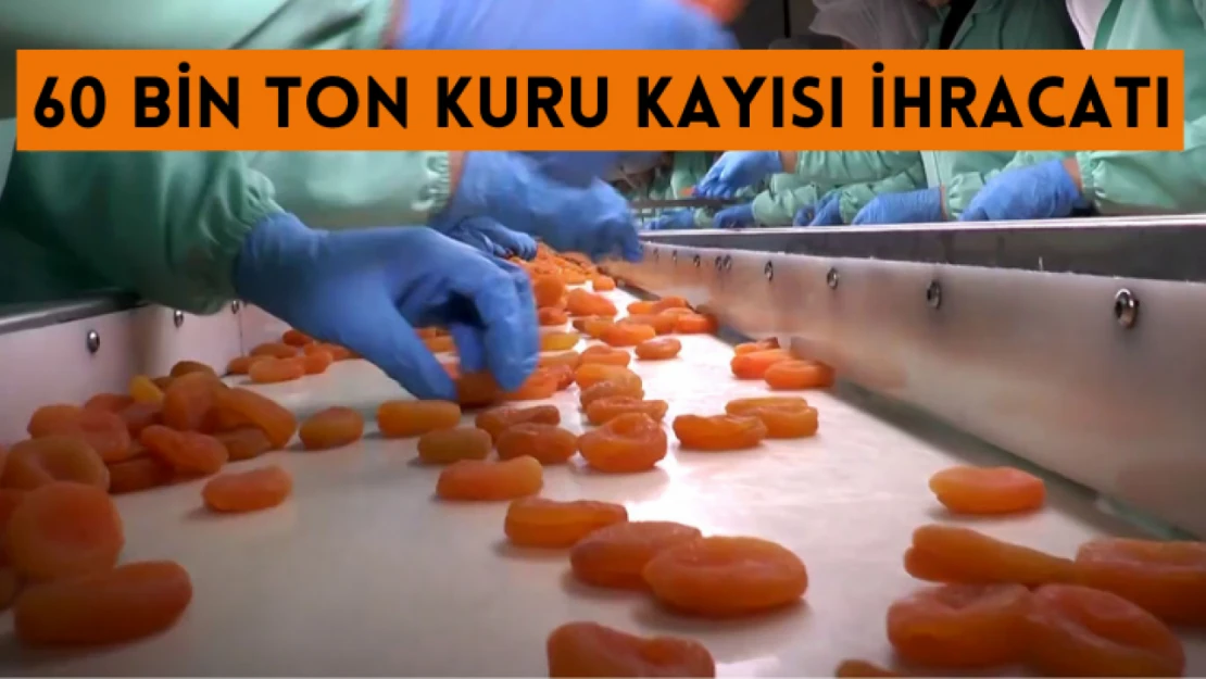 60 bin ton kuru kayısı ihracatı