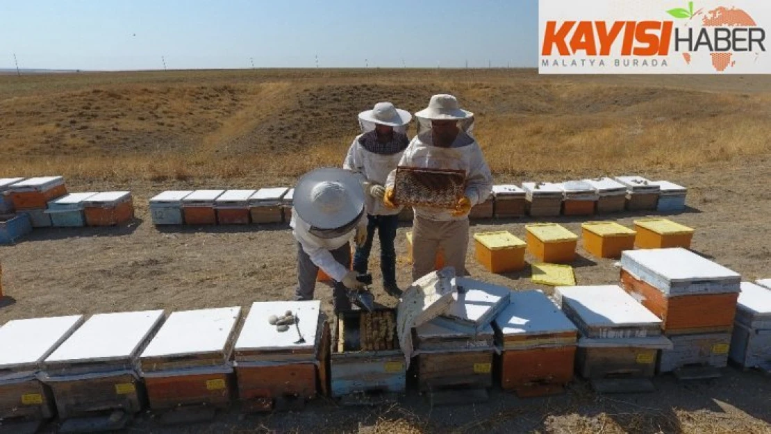 Adıyaman'a has 'sütleğen' balında hasat başladı