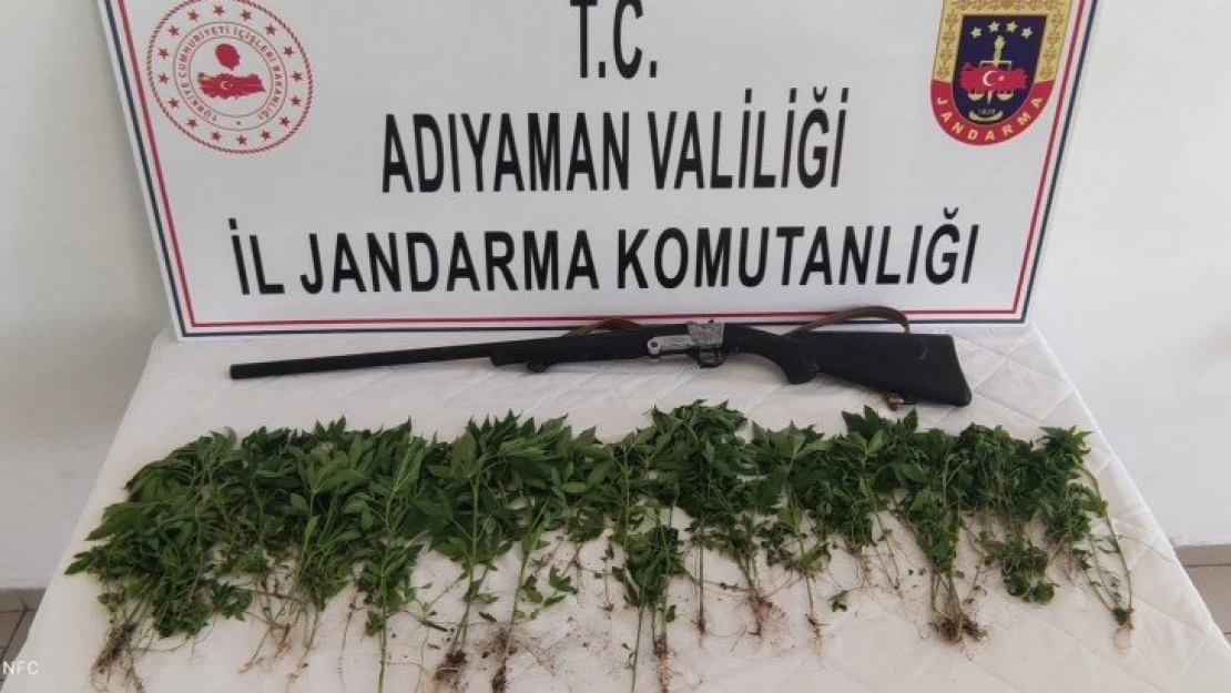 Adıyaman'da 326 kök Hint keneviri ele geçirildi