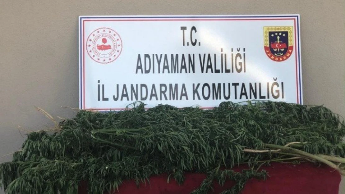 Adıyaman'da 75 kök Hint keneviri ele geçirildi