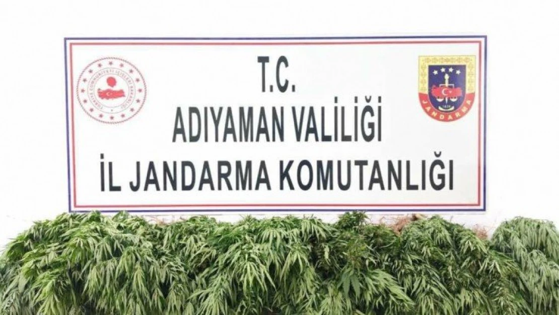 Adıyaman'da kenevir bitkisi ele geçirildi