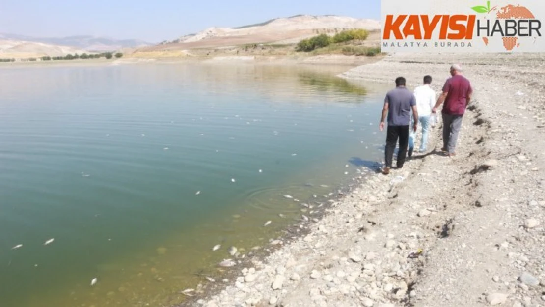 Adıyaman'da korkutan balık ölümleri