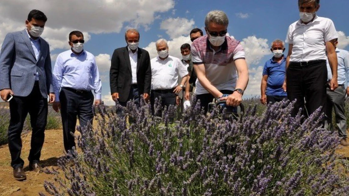 Arguvan Belediyesi'nden Lavanta hasat günü