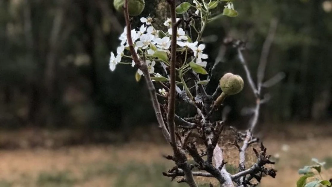 Armut ağacı Ekim'de çiçek açtı