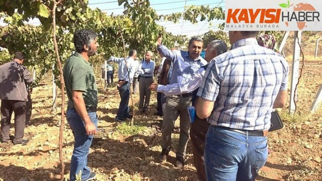 Bağlarda çardak sistemi anlatıldı