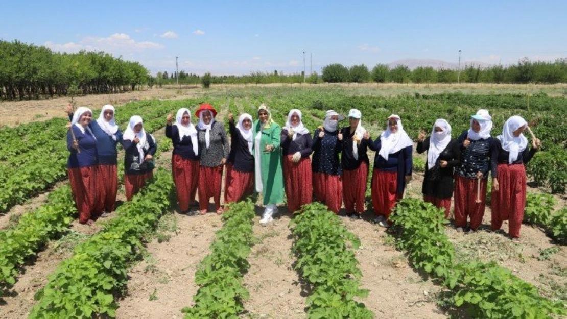 İlk hasat toplandı