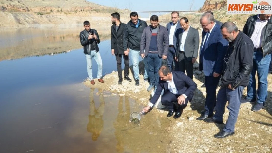 Beylerderesi göletine 10 bin sazan bırakıldı