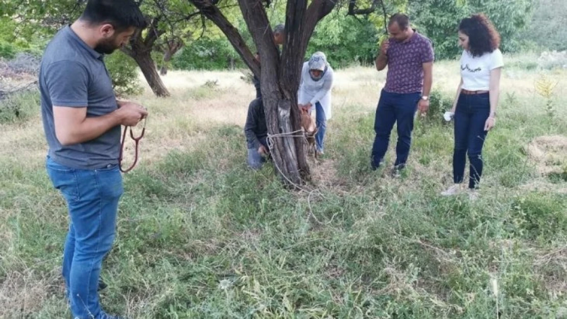 Dağ keçisinin imdadına yetiştiler