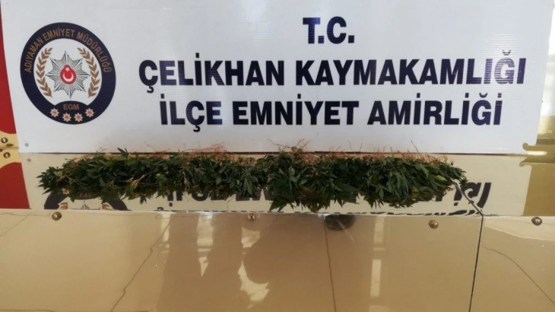 Çelikhan'da kenevir bitkisi ele geçirildi