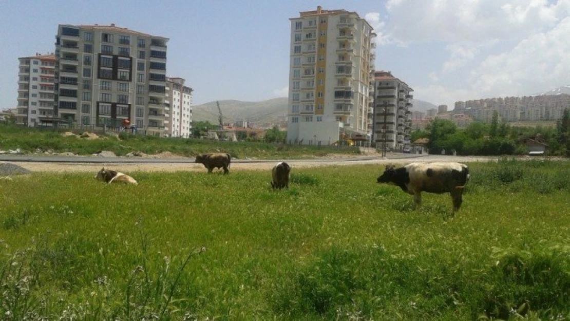 Çiftçi proje başvuruları 7 Temmuz'a uzatıldı