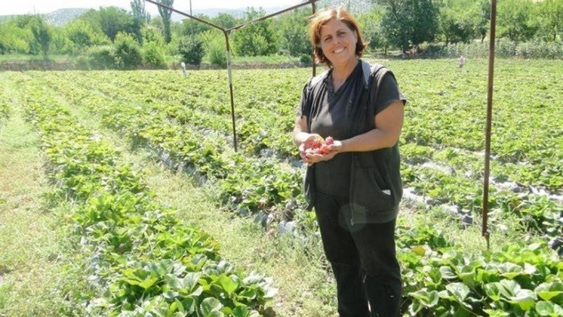 Çilek üretimine kadın eli