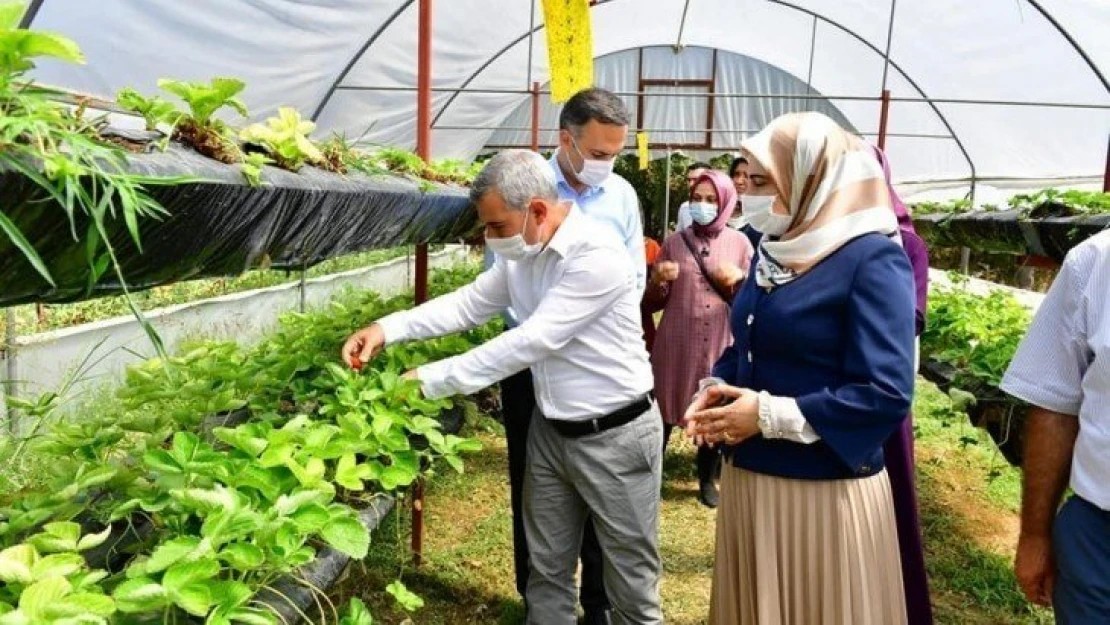 Çınar, kadın girişimcileri sera alanında ağırladı