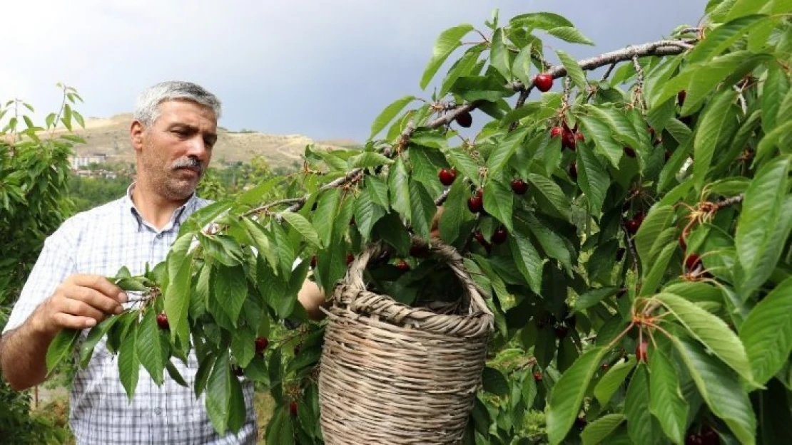 Dalbastı kirazında hasat zamanı