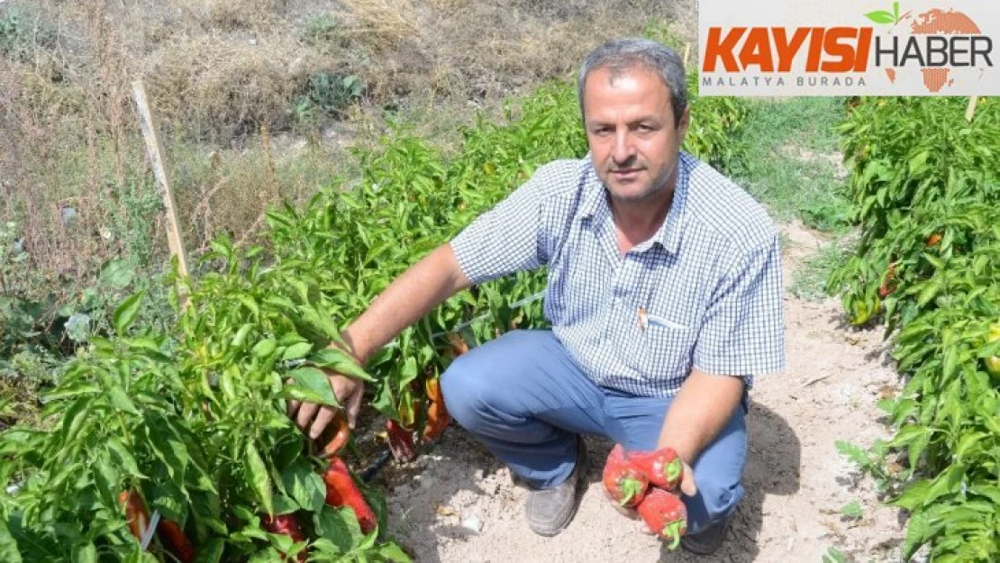 Darende'de, kapya biber üretimi yaygınlaşıyor