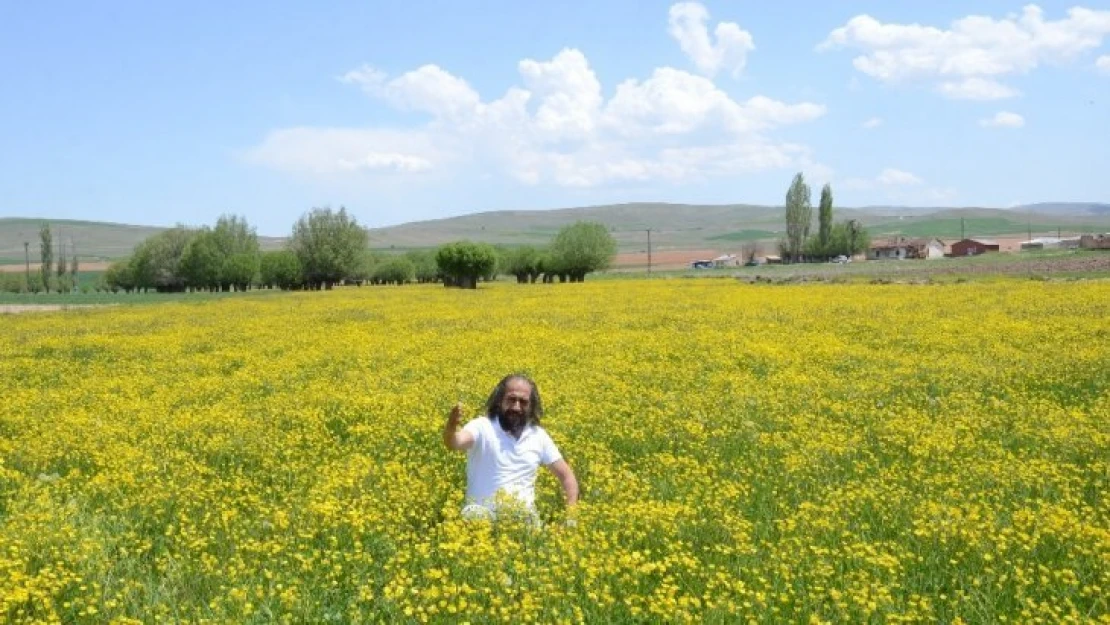 Darende sarıya boyandı