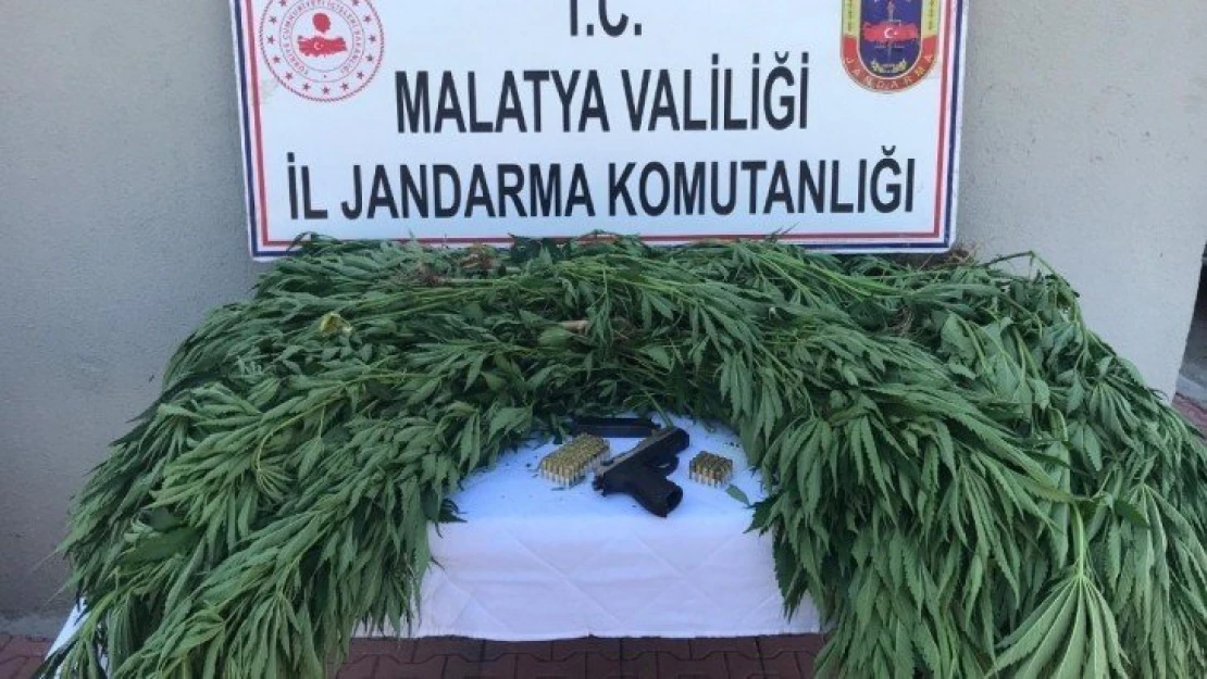 Doğanşehir'de jandarmadan kenevir operasyonu