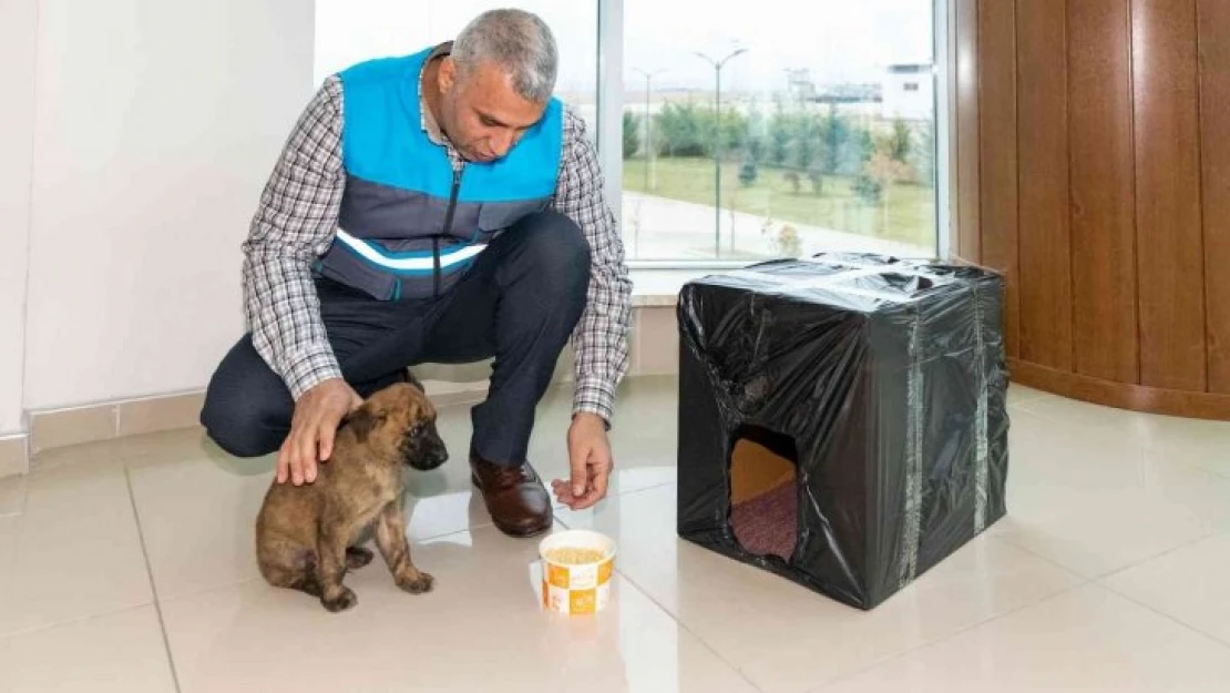 Donmak üzere olan yavru köpeği MASKİ personelleri kurtardı