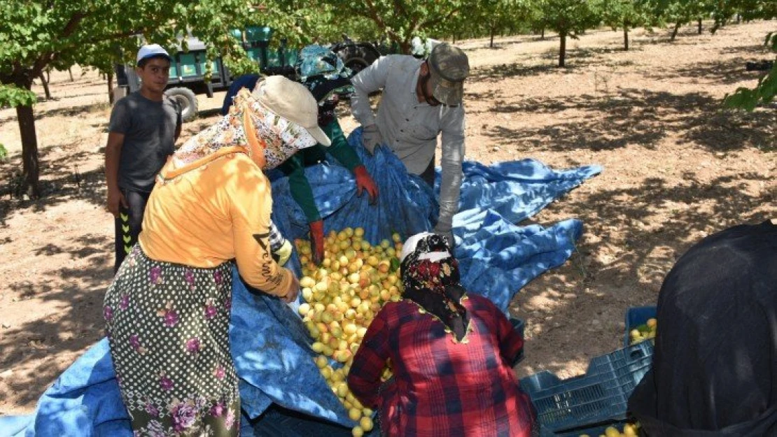 Dünya kayısı başkentinde hasat dönemi başladı