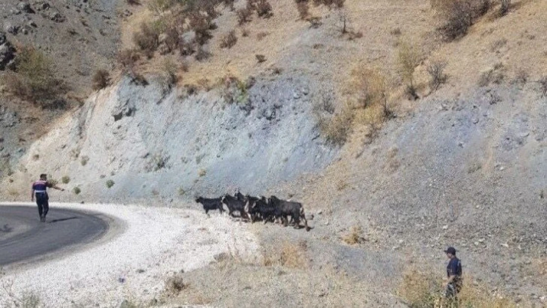 Elazığ'da kaybolan keçiler jandarmanın drone desteği ile bulundu