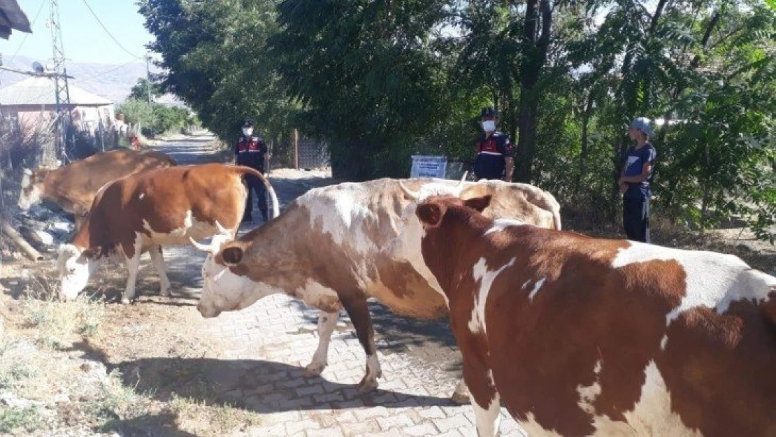 Elazığ'da kayıp  hayvanları jandarma drone ile buldu