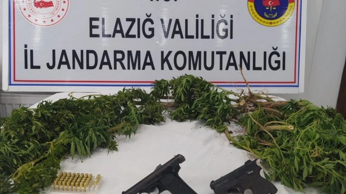 Elazığ'da kenevir eken şüpheli yakalandı