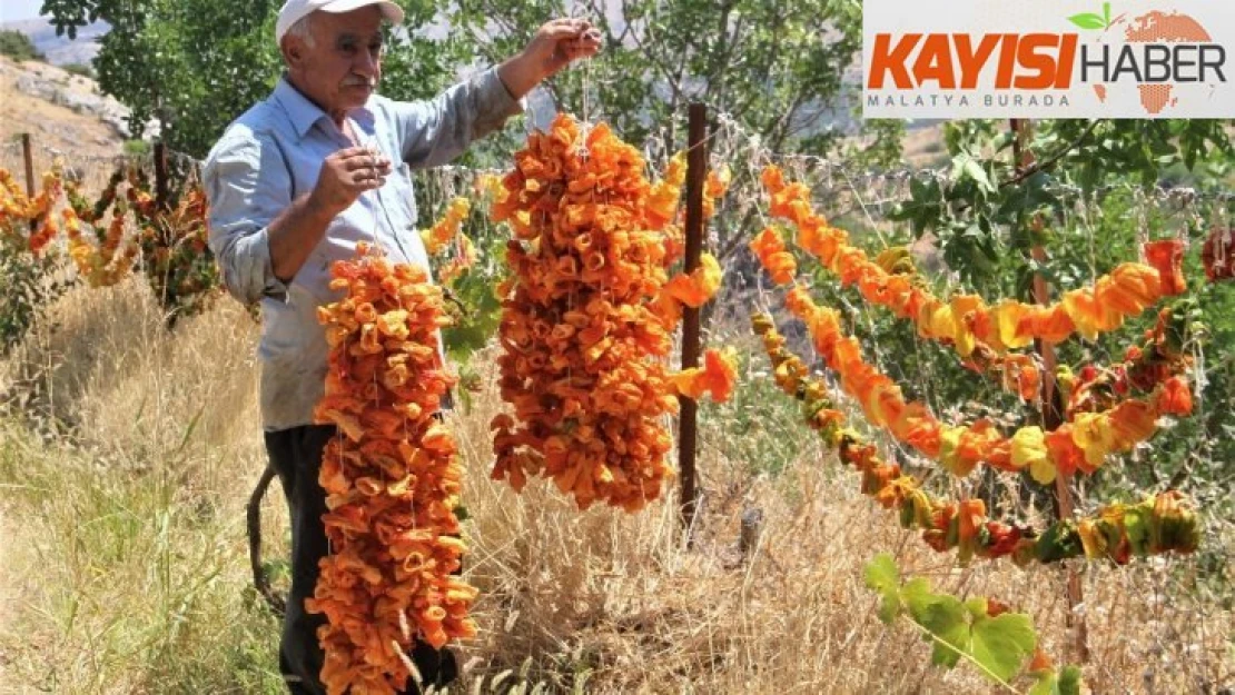 Elazığ'da kış için 'kurutmalık' mesaisi  başladı